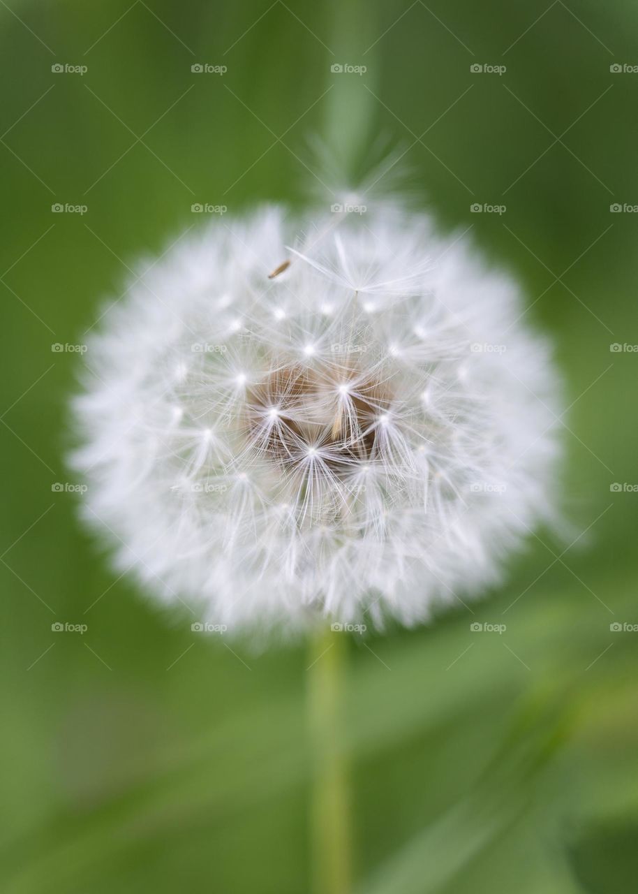 a macro portrait inside of a white dandelion seed ball flower in a garden with a green blurred background.