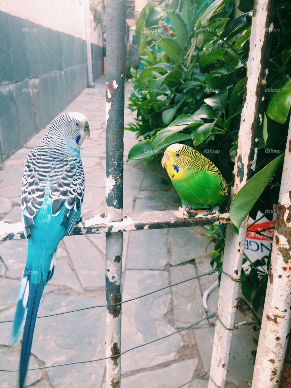 Amo esses pássaros 