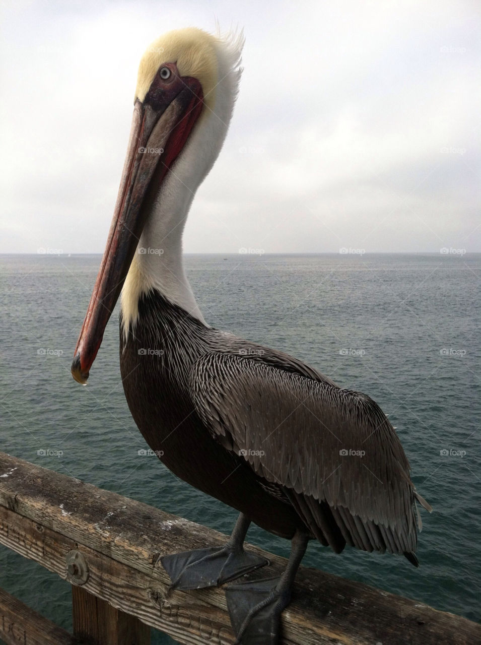 pelican