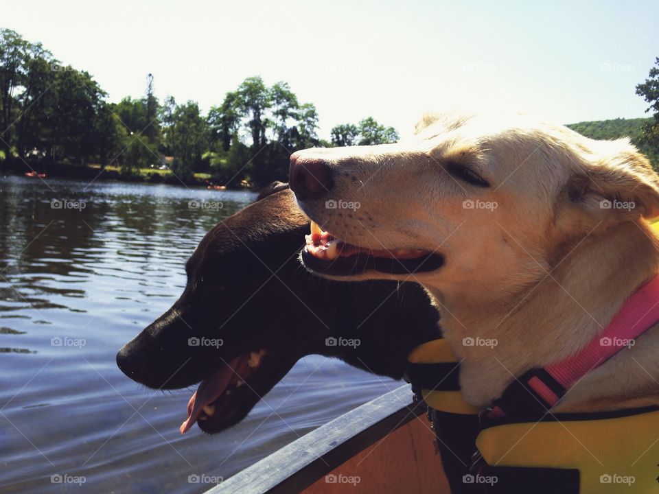 Canoe Dogs
