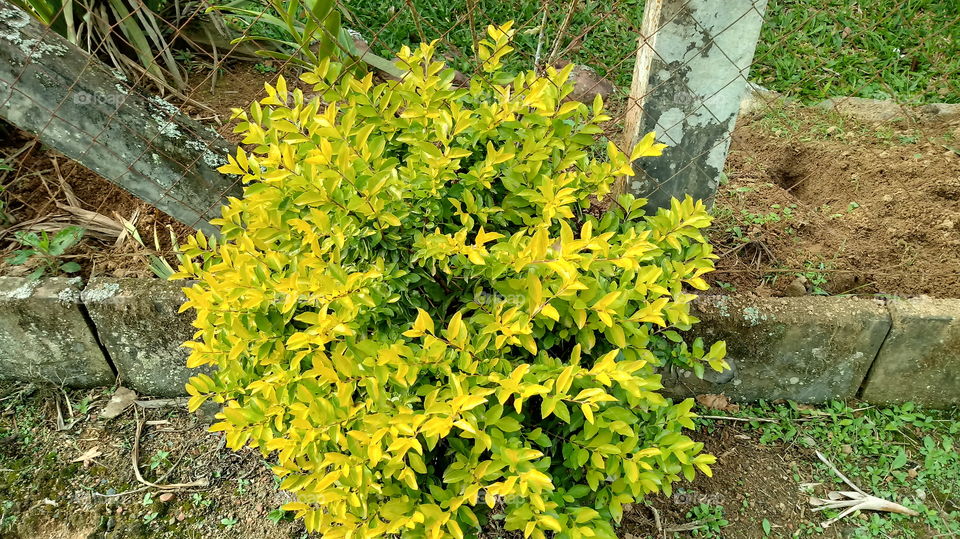 BUSH Euonymus japonicus Thunb.