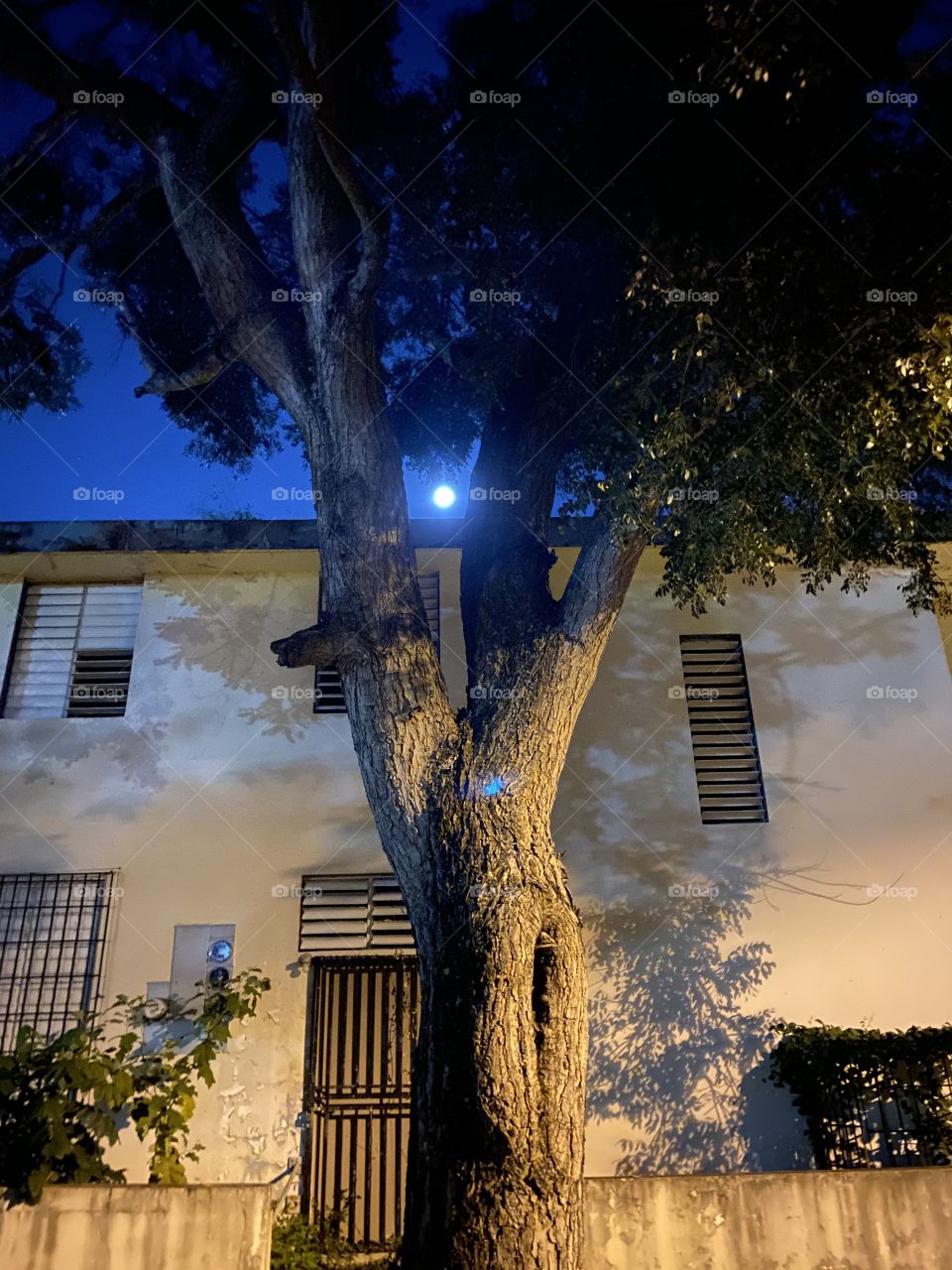 Moonlight between the tree.