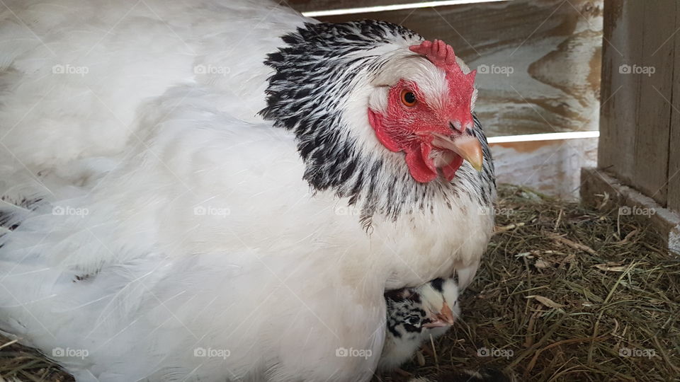 chicks under mother hen