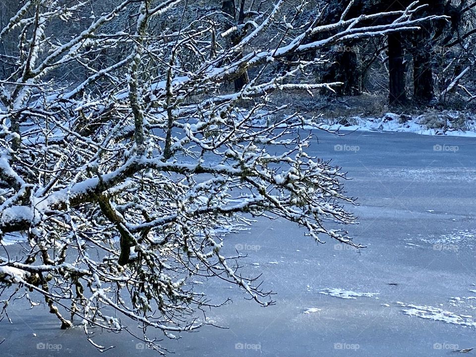 Frozen pond in early morning 