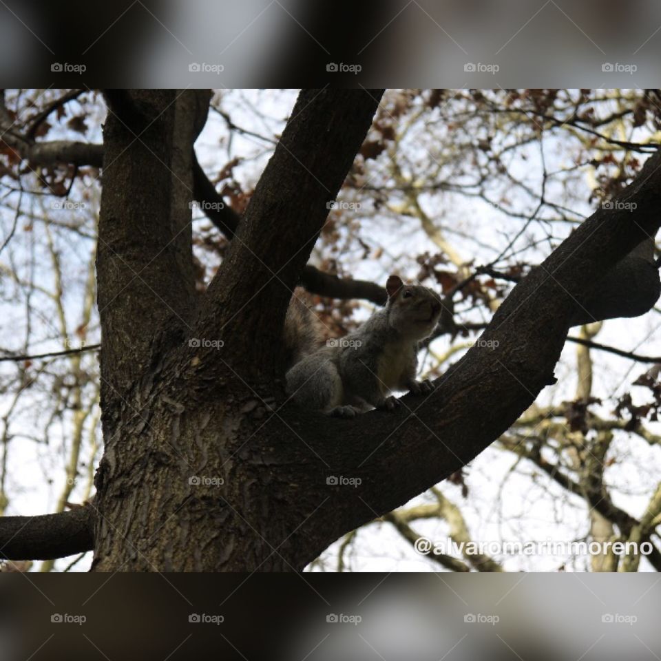 Funny little squirrel over a tree at russel square, London 