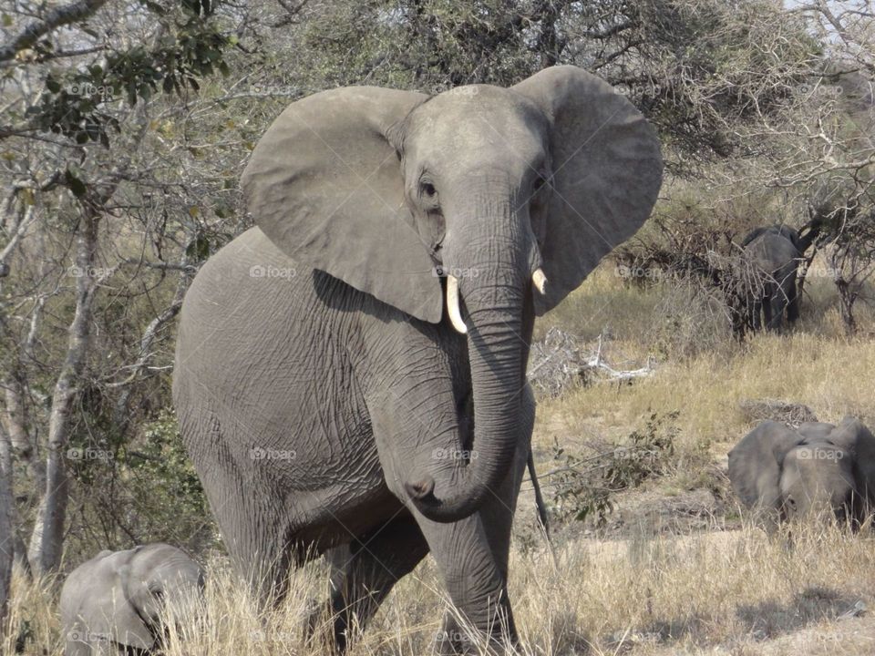 Elephant Afrika Krüger Park 