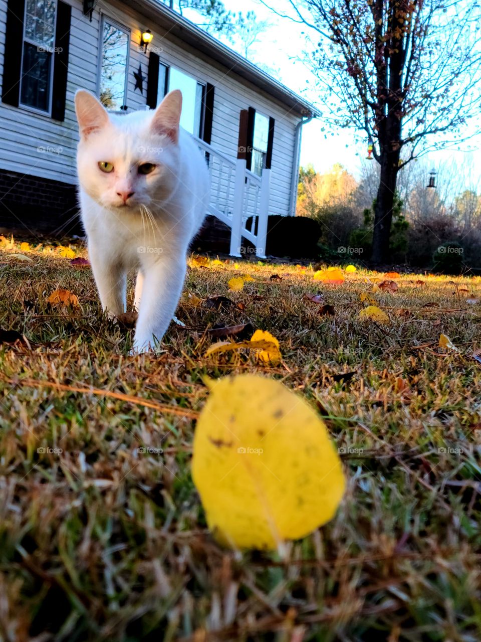 Bubbles walking towards me
