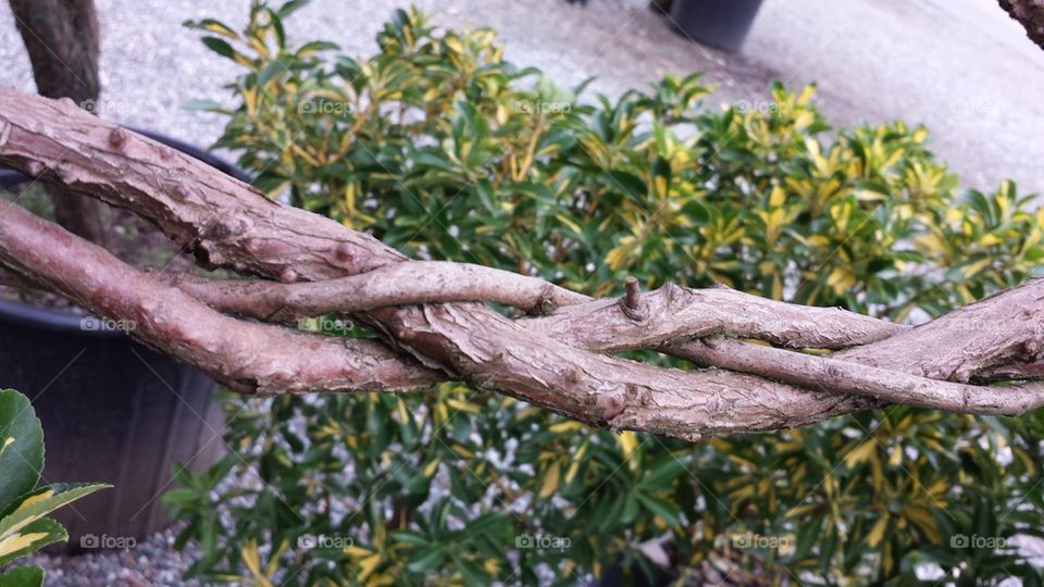 braided branch