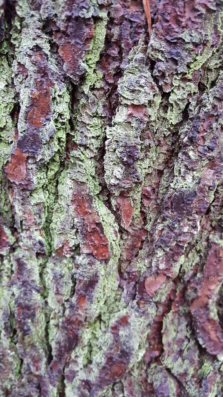 green fungus on a tree