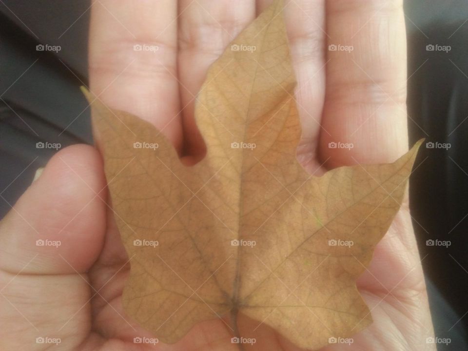 Dead leaf of a tree.