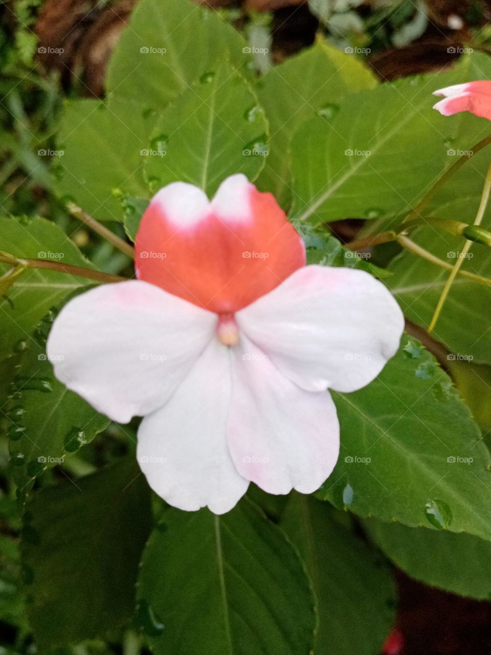 Flowers in the garden