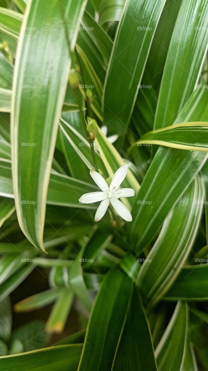 litle flower