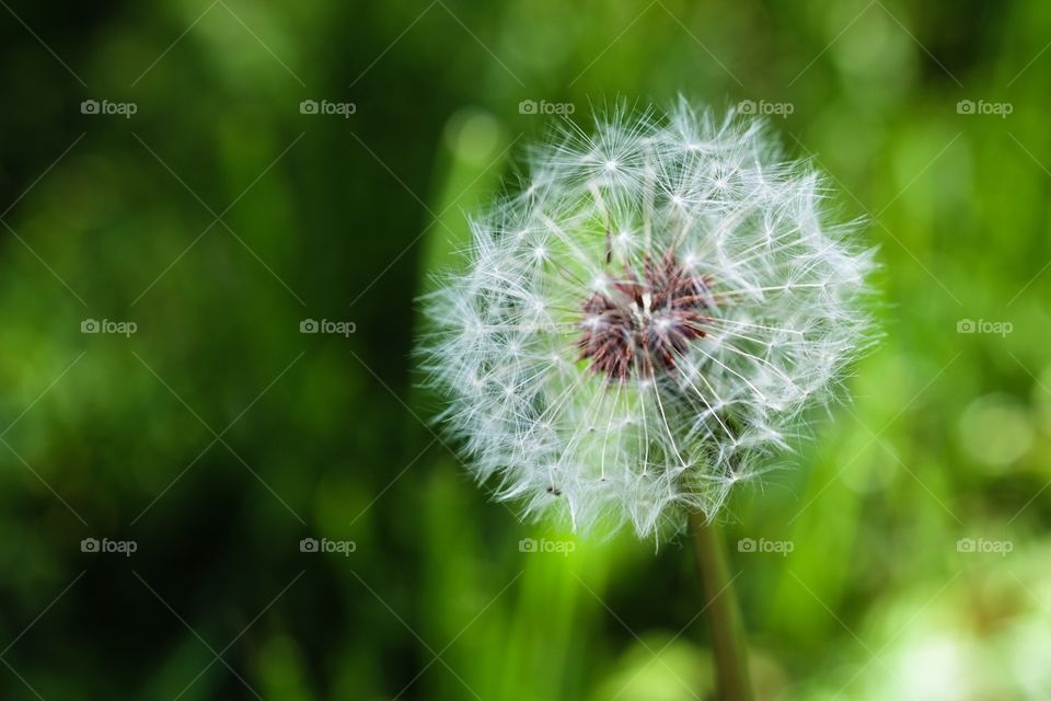 Dandelion Closeup, Spring Flowers, Beautiful Weeds, Colorful Closeup 