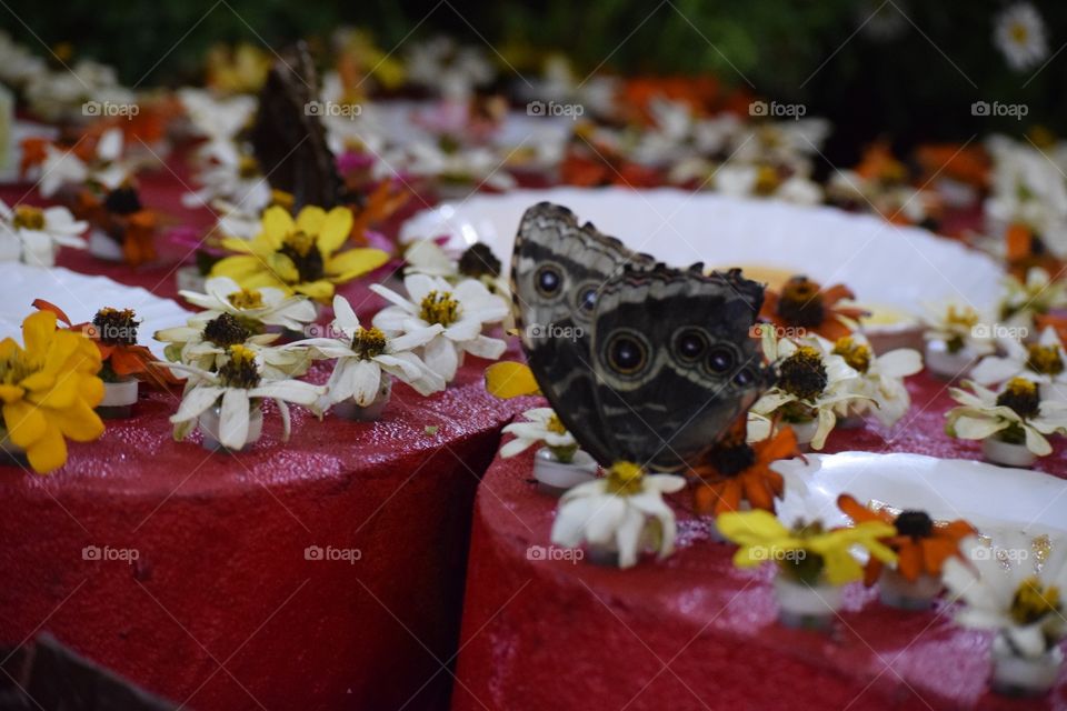 Butterfly on The Flowers