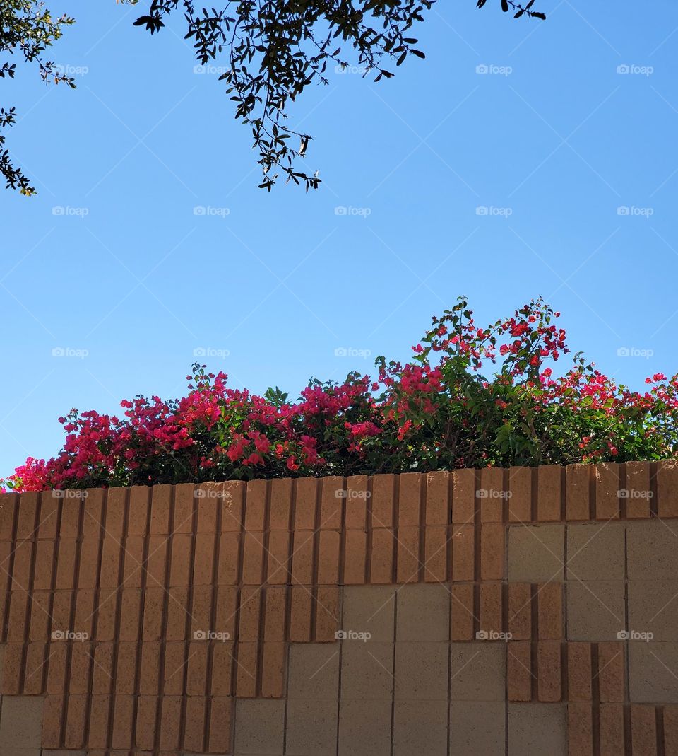 Bougainvillea Over a Wall