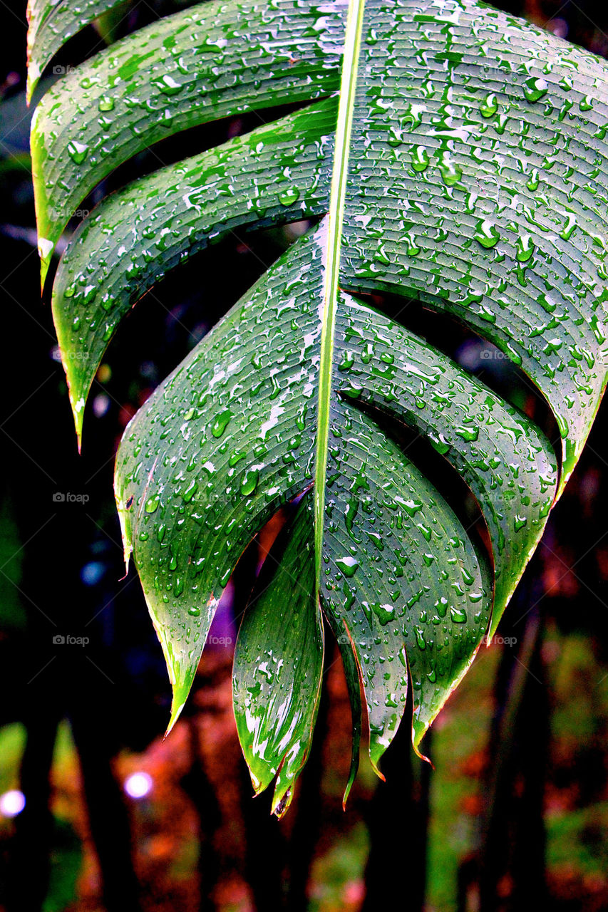 Leave after the rain