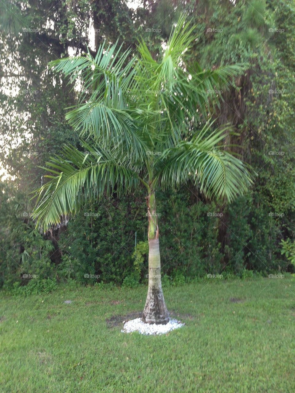 Palm tree