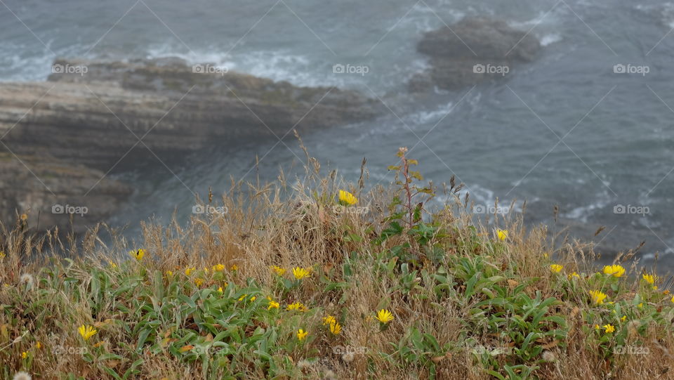 Wildflowers on the coast