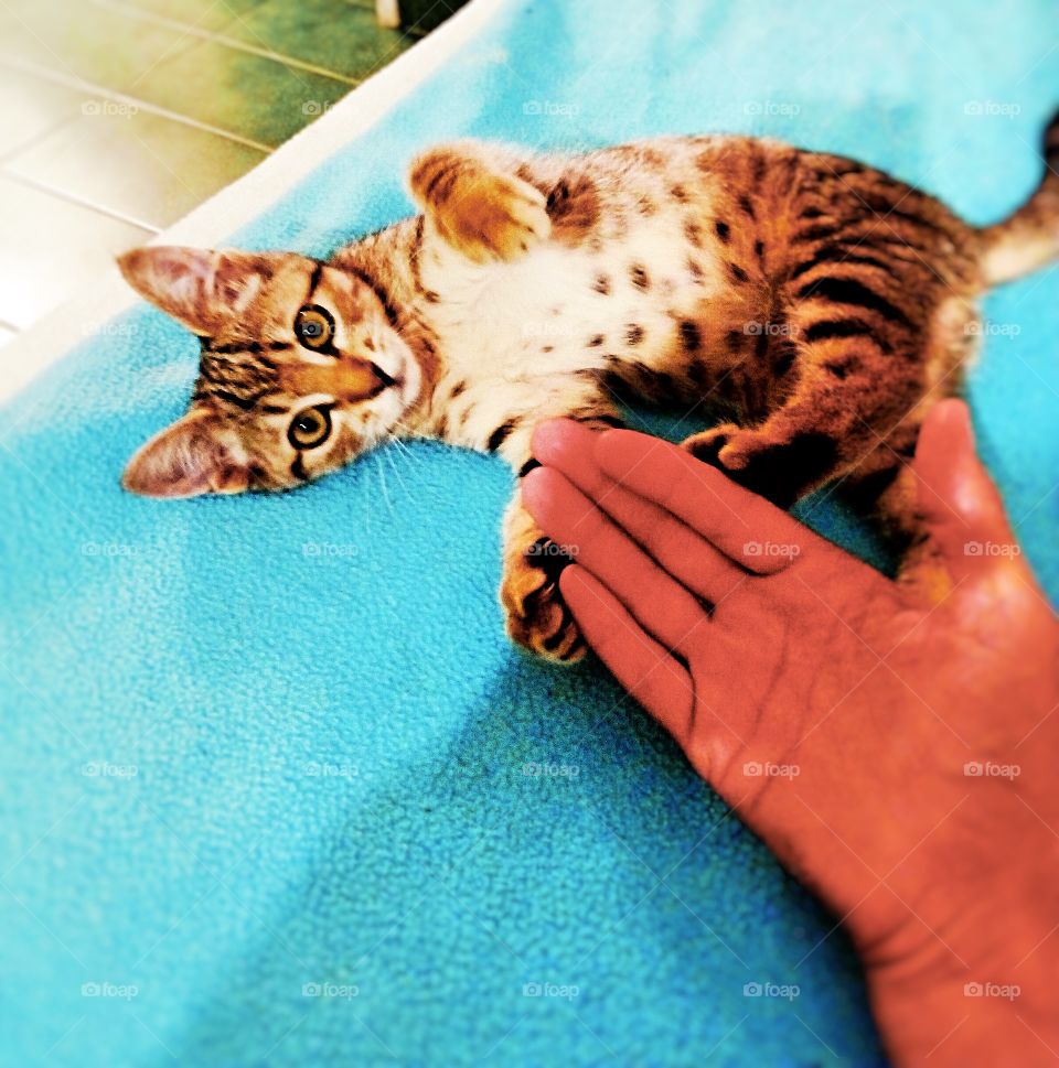 Tabby kitten, playing with hand
