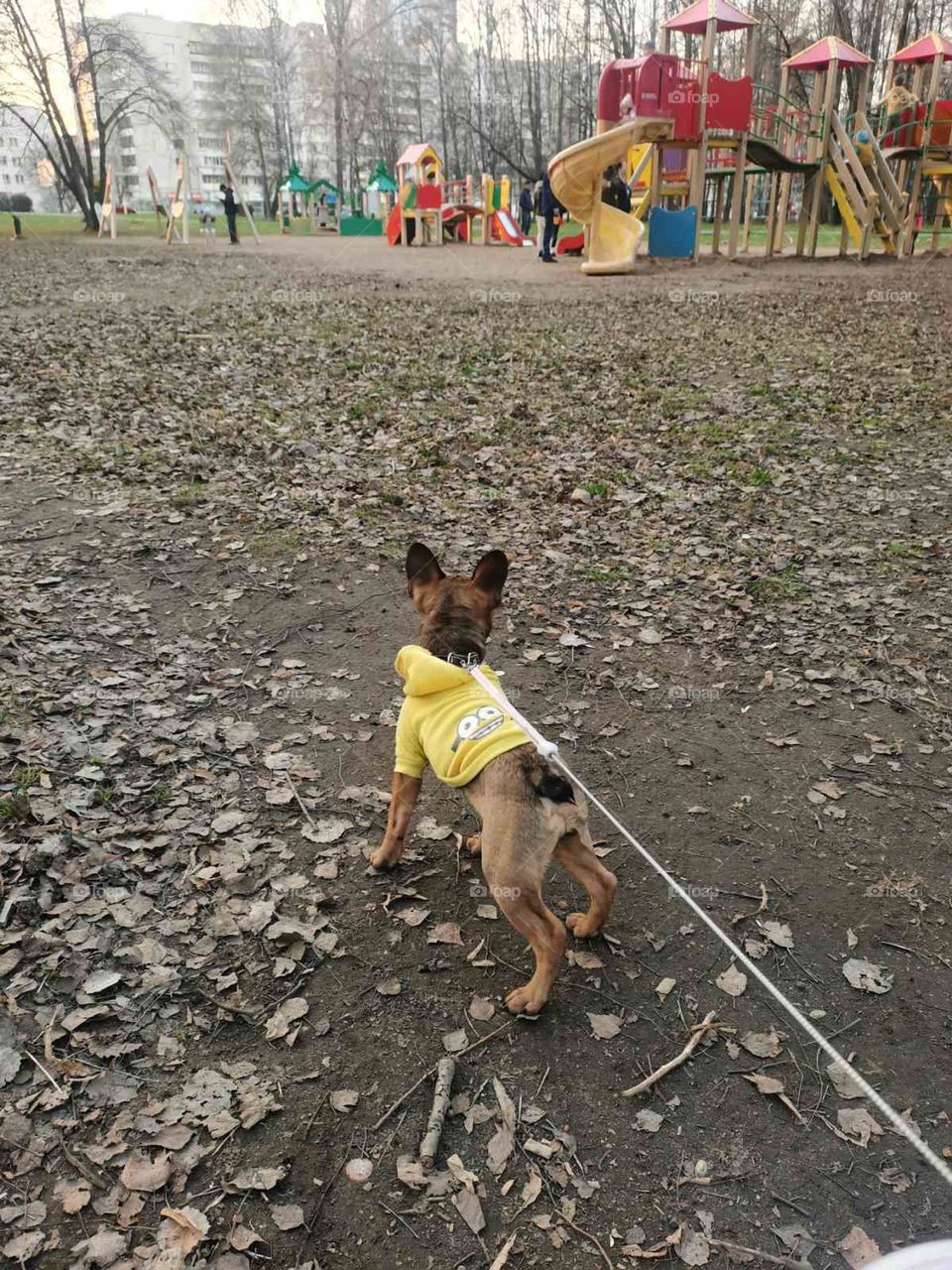 Братья наши меньшие