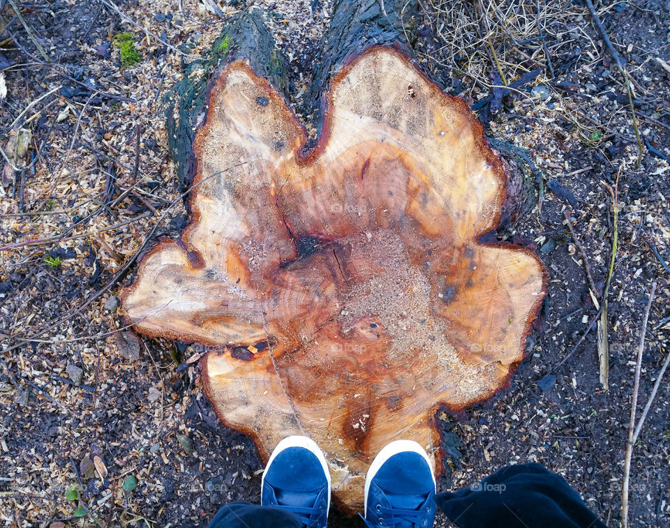 Standing on a tree stump