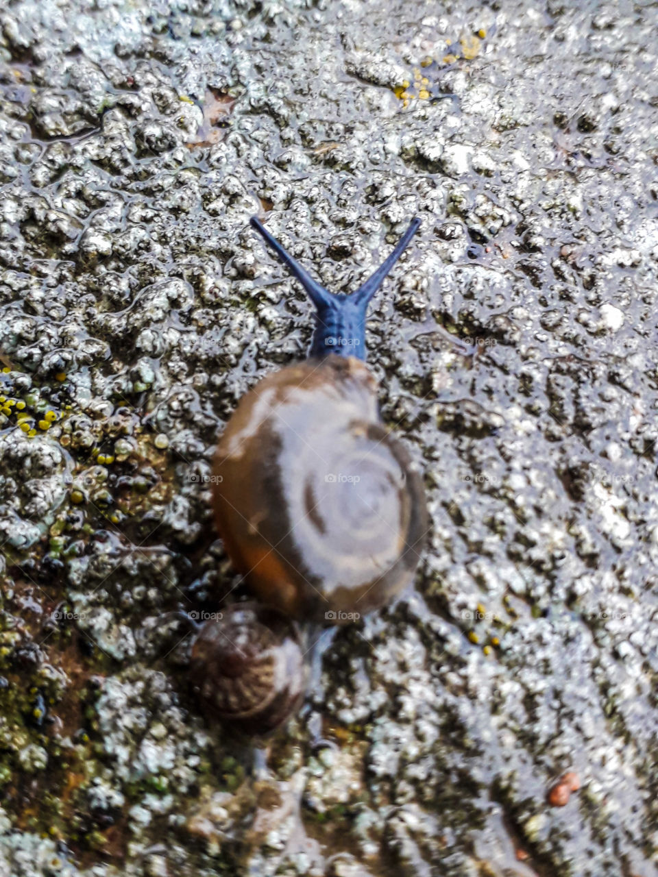 The blue snail