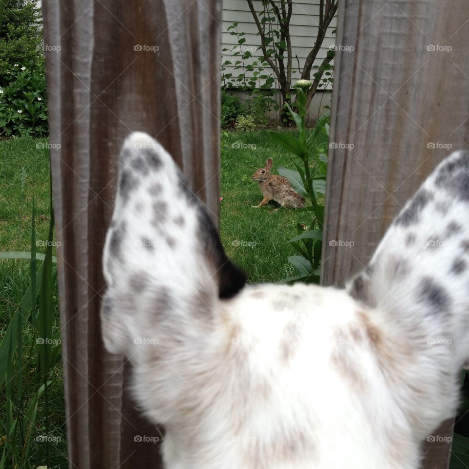 Bunny!. Dog looking at bunny