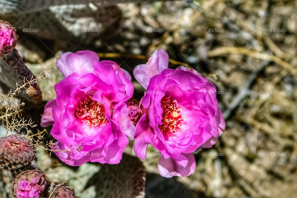 Pink, magenta desert rose flower blooming on a cactus on a beautiful sunny day in Joshua tree National Park in California 