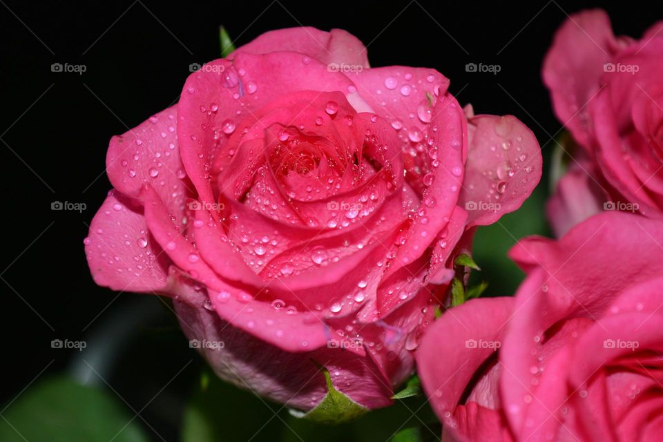 pink roses flowers beautiful texture close up