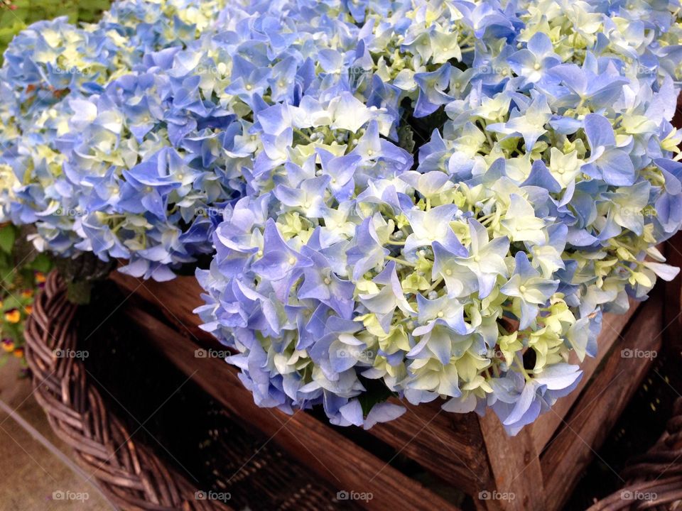 Purple flowers. Beautiful purple flowers in a box infront of a flower shop