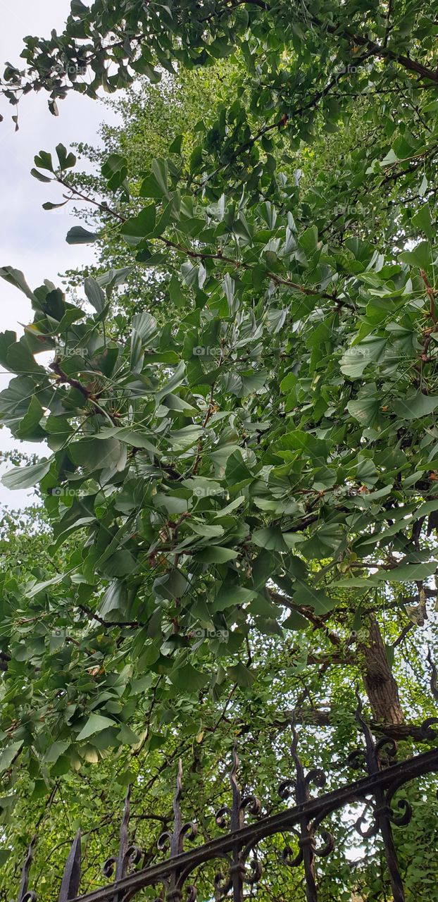 ginko tree