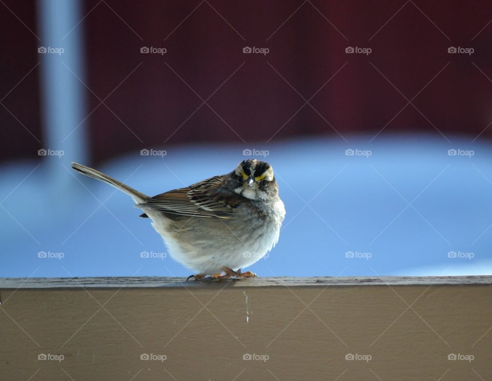 white throated sparrow