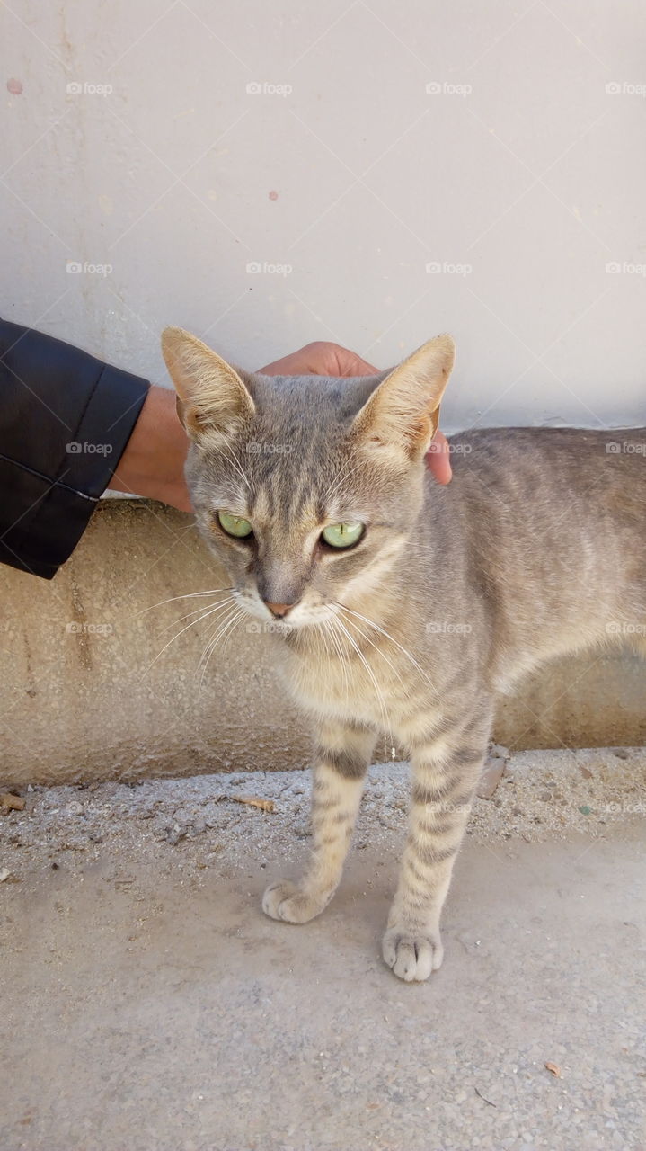 Portrait of tabby cat