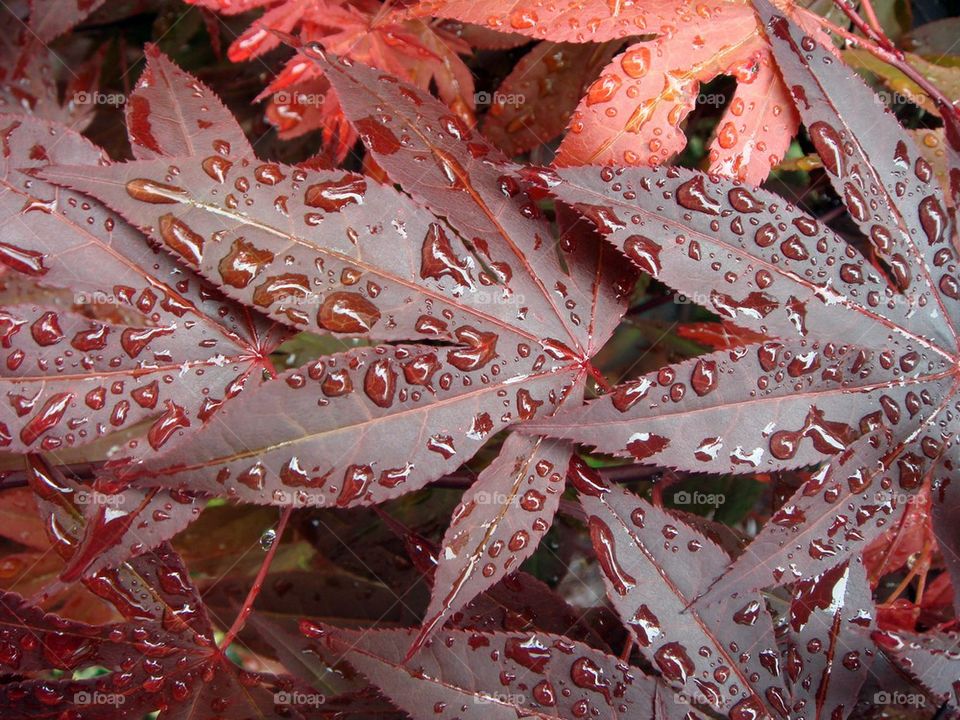 Wet red leaves