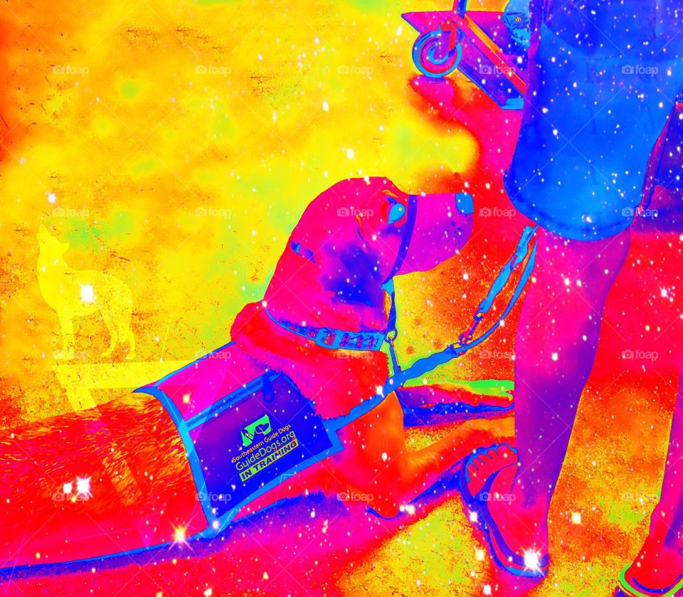 Psychedelic puppy training to be a dog hero.