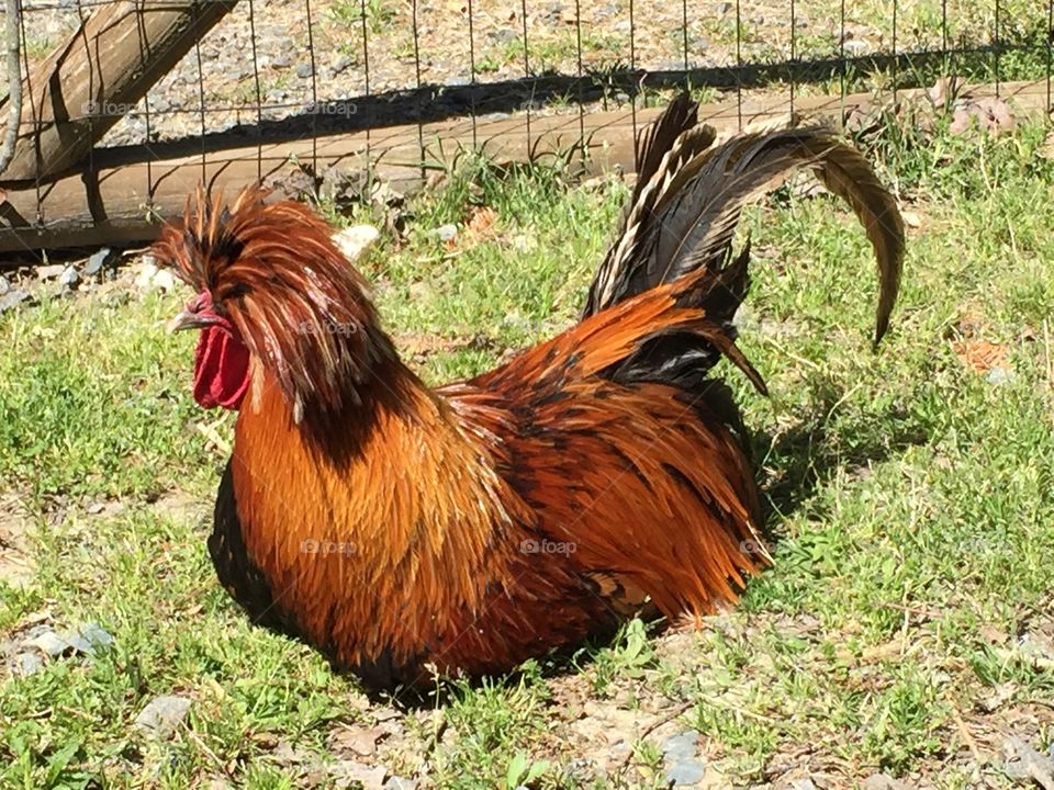 Rooster sunbathing 