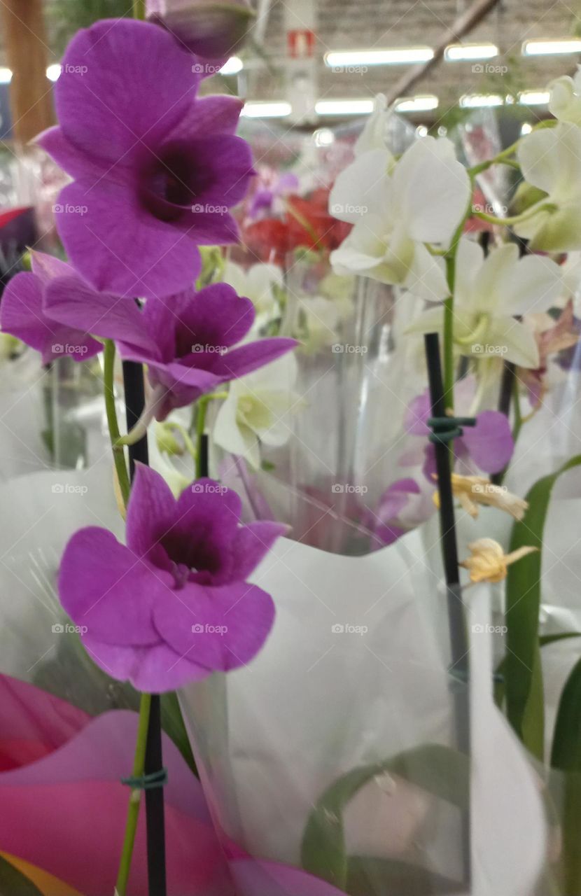 Orquídeas: beleza, delicadeza e exuberância. As orquídeas  são  flores  encantadoras, que dão um toque todo  especial de beleza, cor e vida ao ambiente.