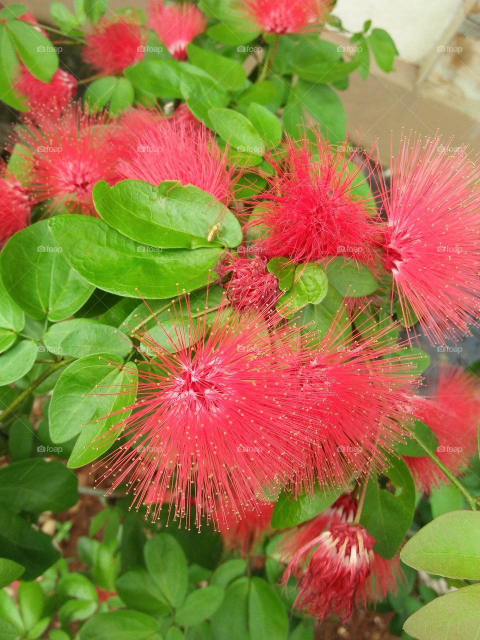 Calliandra Emarginata 