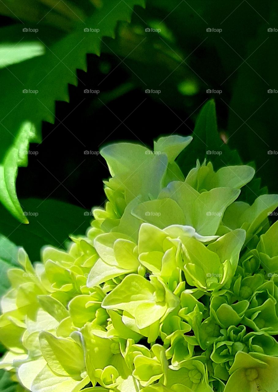 Hydrangeas just beginning to bloom