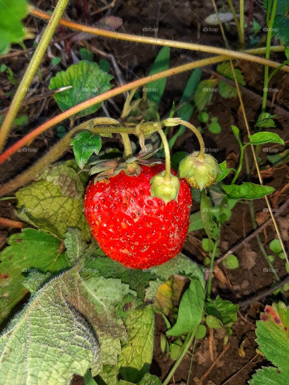 A tasty strawberry ready to be collected