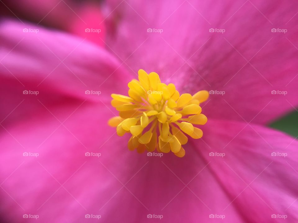 Begonia closeup