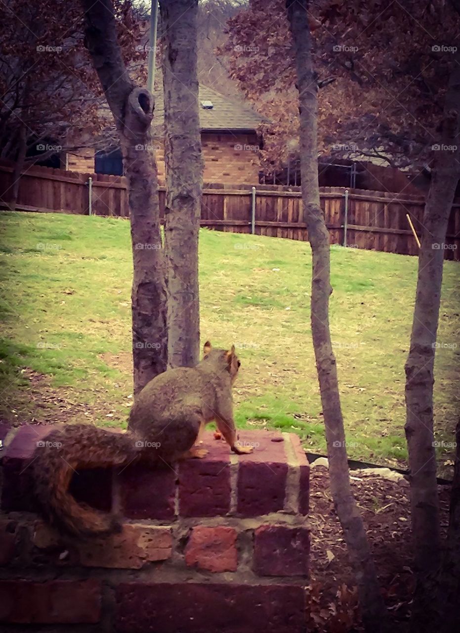 Squirrel