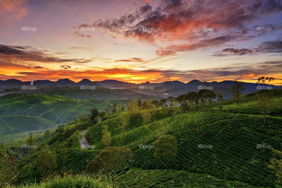 sunrise charm Pangalengan tea garden