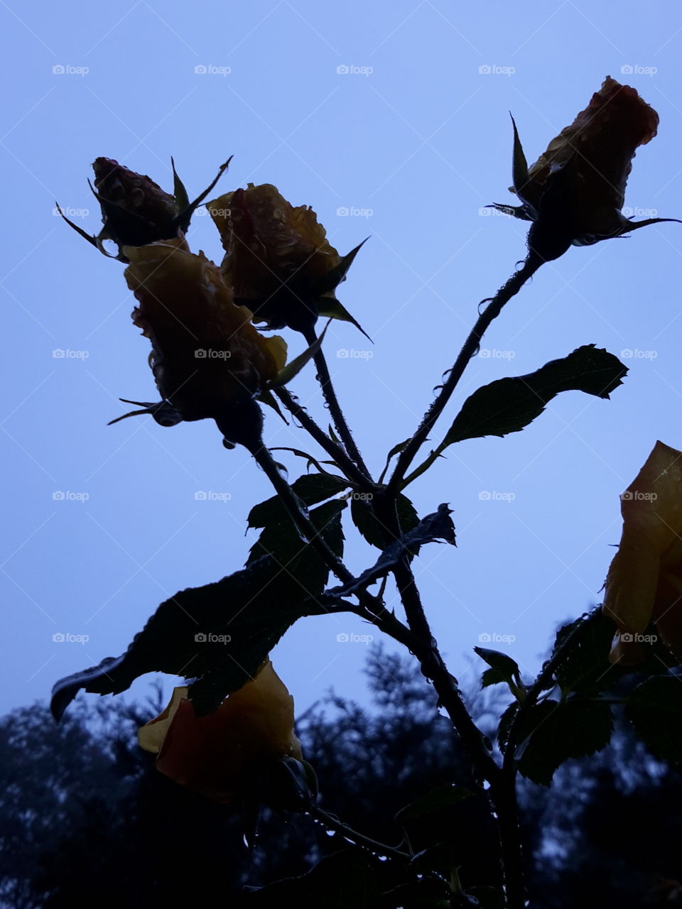 Autumn roses in the drops.