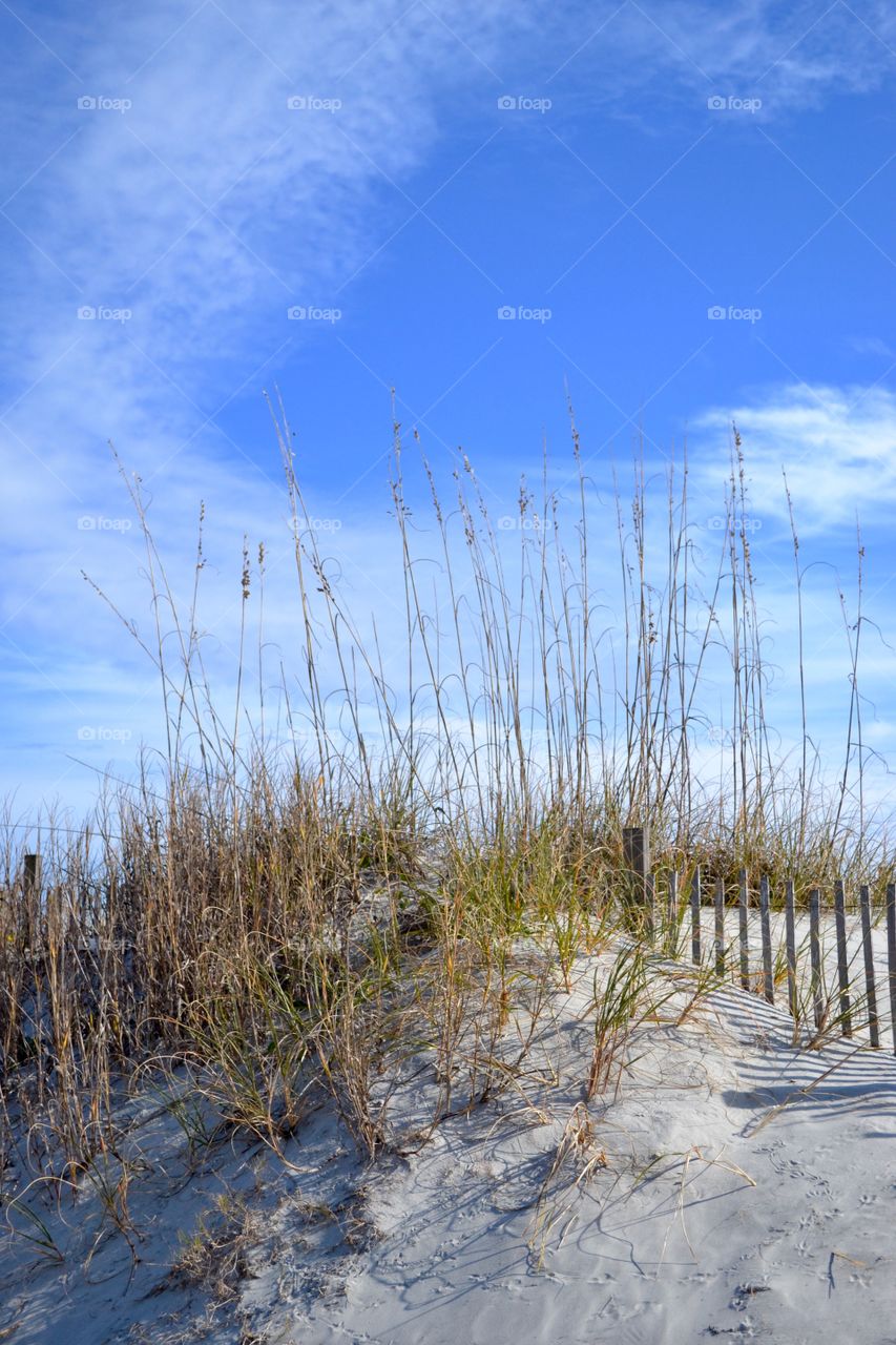 Sea Oats On Dune