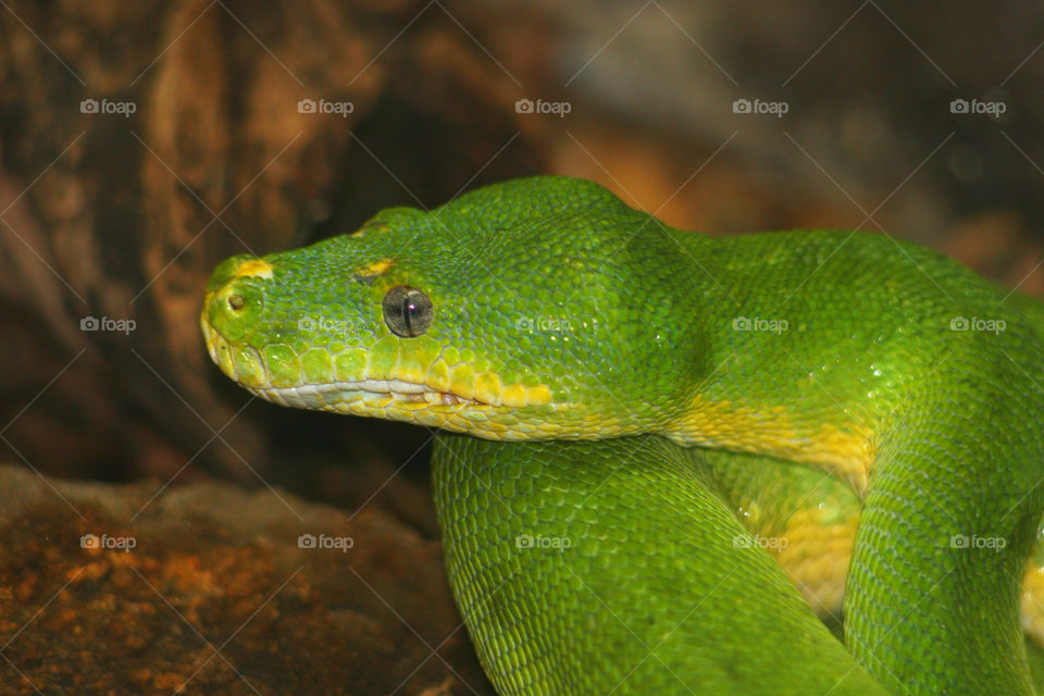 green yellow animal eye by kshapley