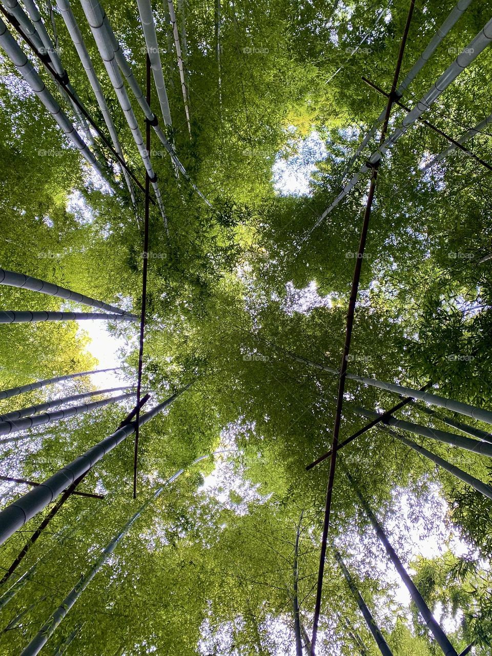 Looking up in the bamboo forest