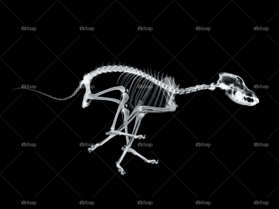 X-ray skeleton
