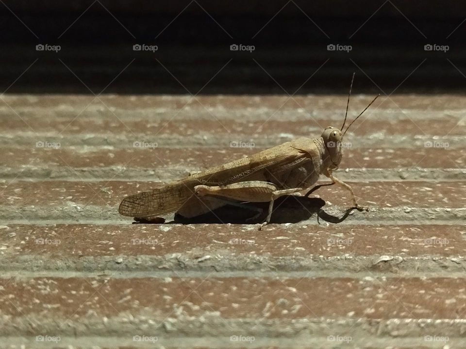 Locust at table at night