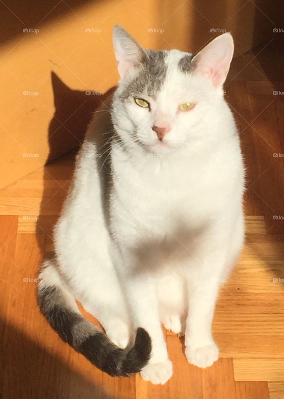 Cat catches the sun